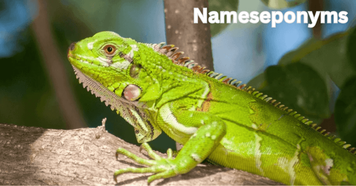 Iguana names