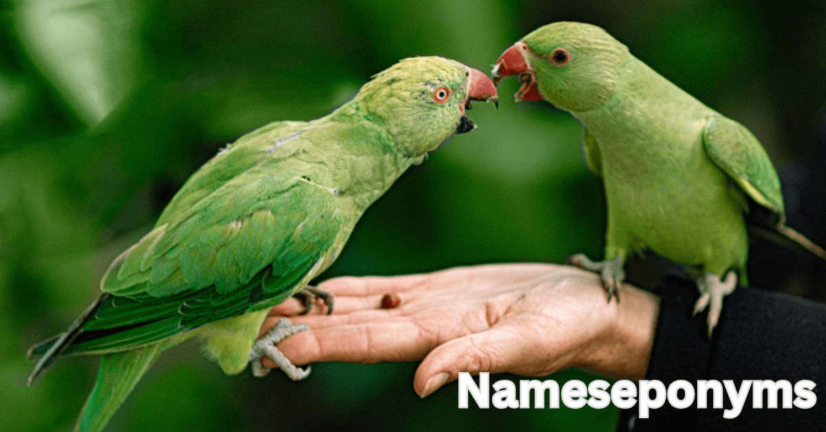 Parrot names