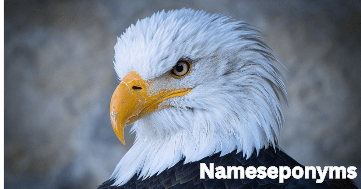 Eagle names