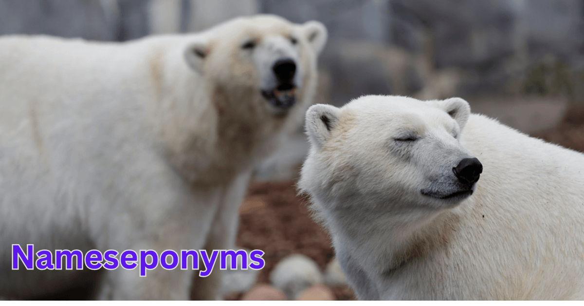 Polar bear names