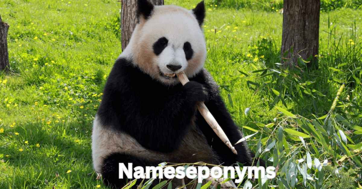 Panda names