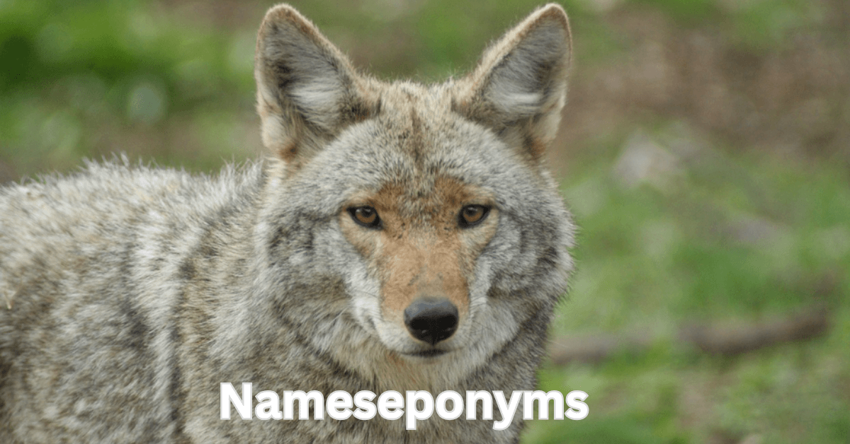 Coyote names