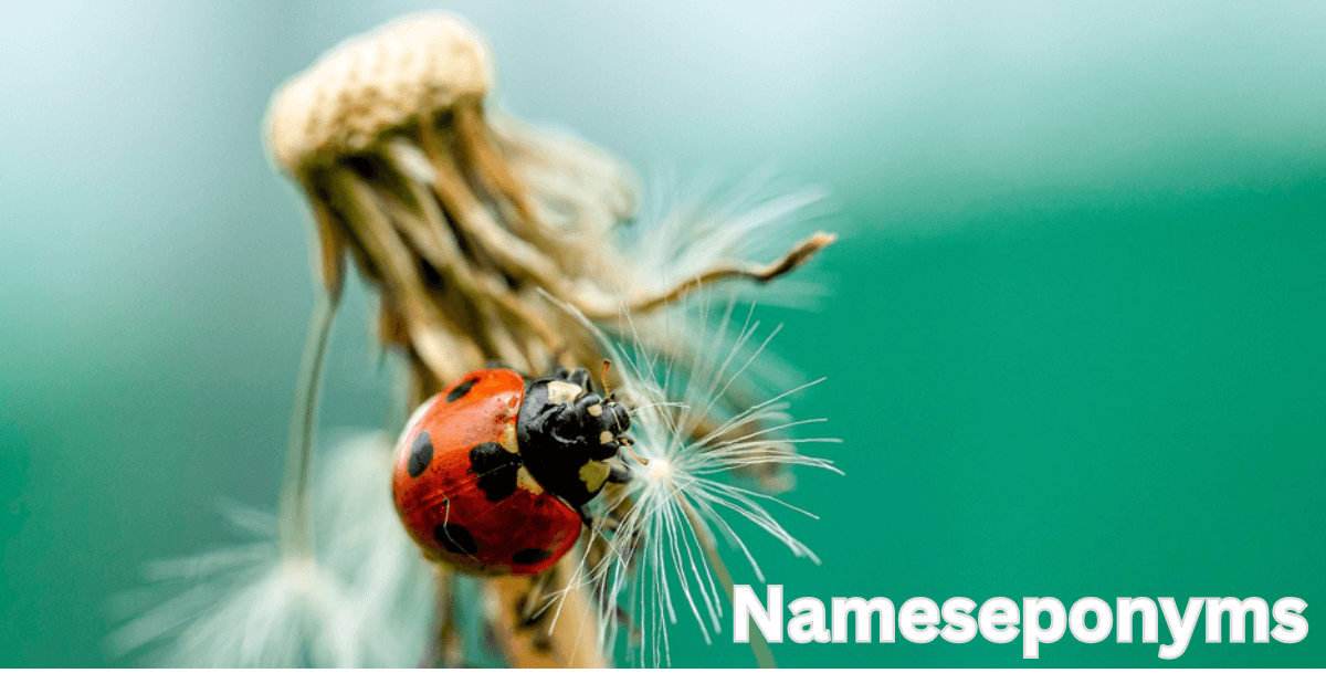 Ladybug names