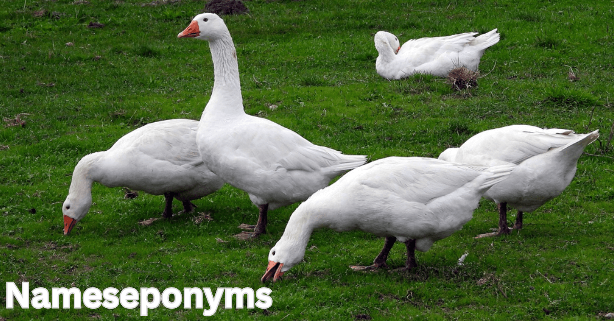 Goose names